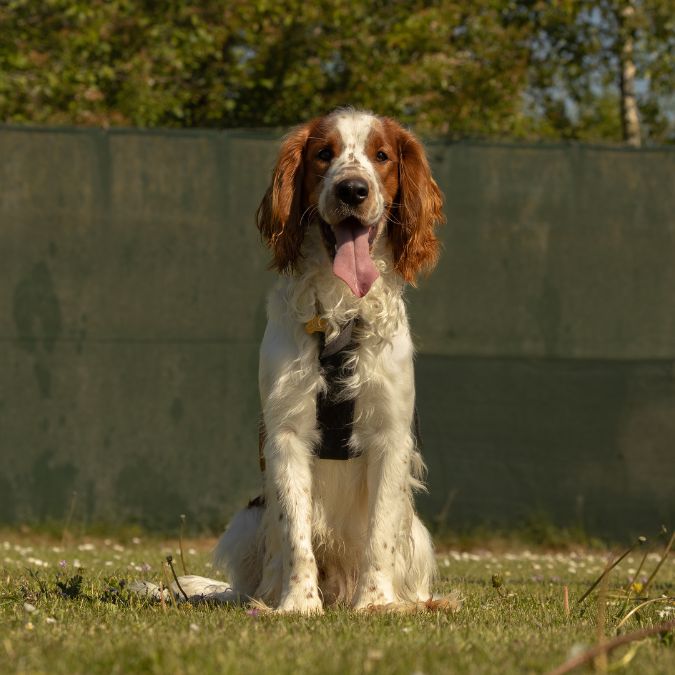 Kluyf Nijmegen Hond en baby zwangerschap hondentraining